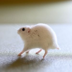 Meet your Posher, Nick